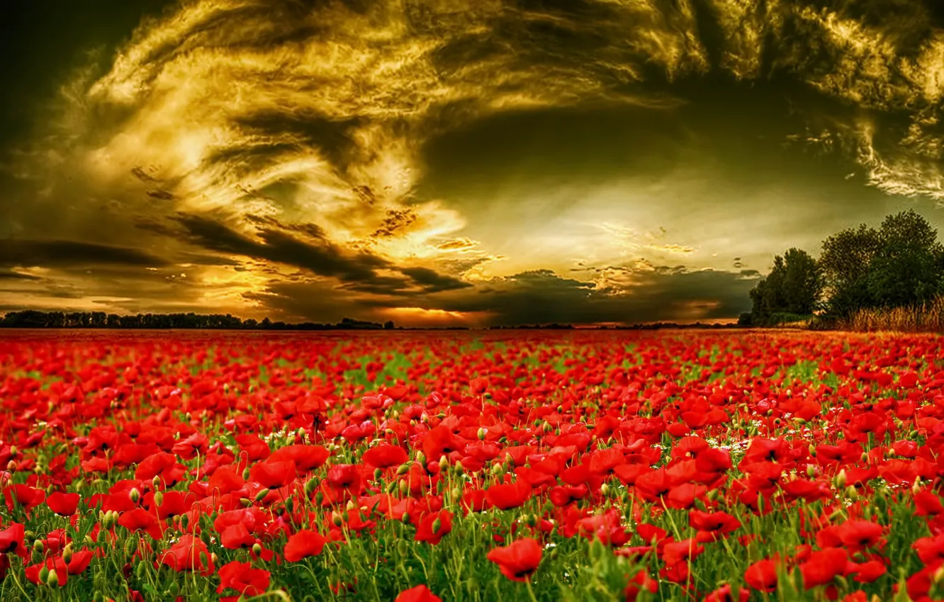 Фото обои поле, небо, цветы, тюльпаны