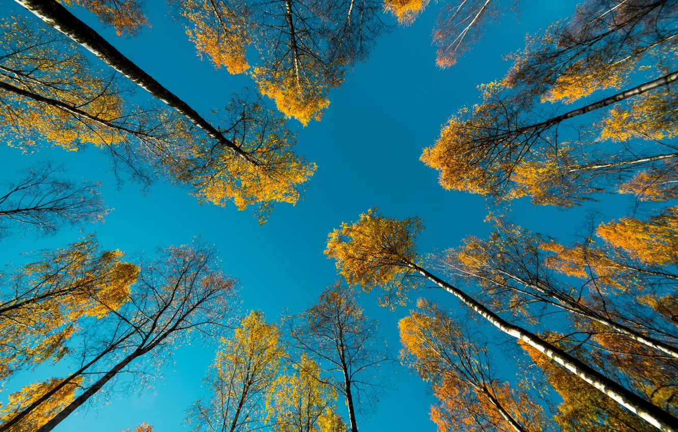 Фото обои осень, небо, деревья, природа