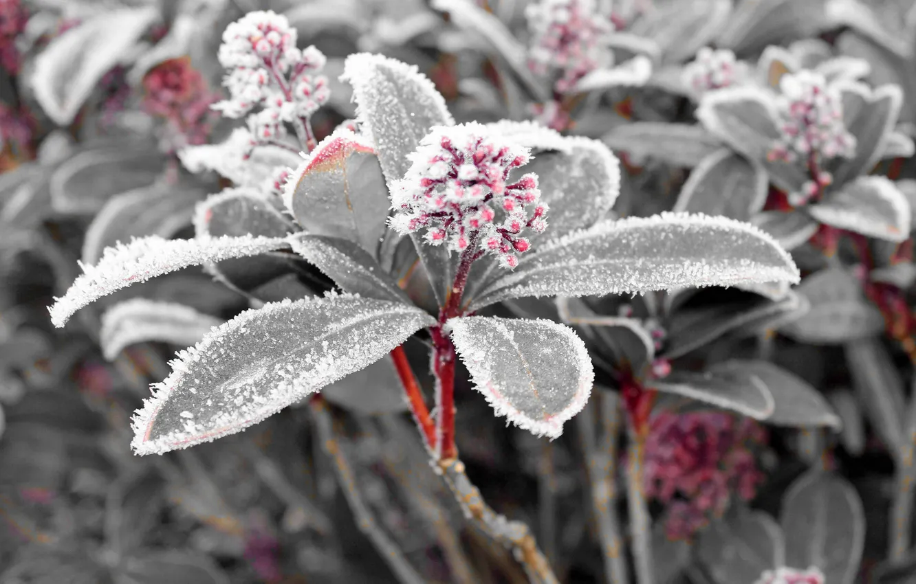 Фото обои листья, снег, растение, лёд, мороз