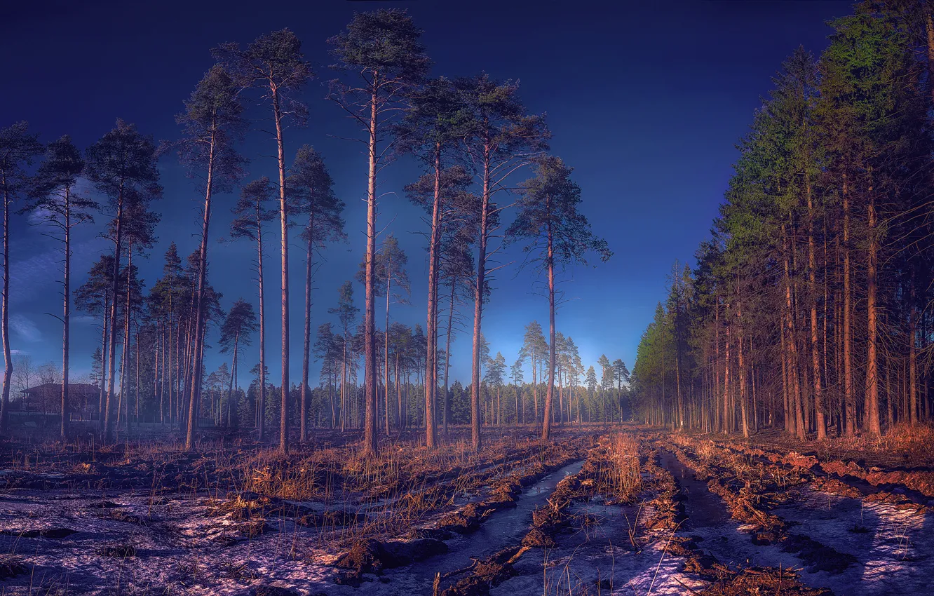 Фото обои осень, лес, снег, деревья, дом, поляна, забор, Россия