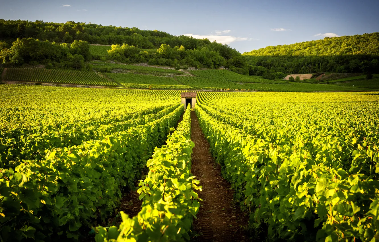 Фото обои sky, village, valley, travel, tourism, vine, vineyard, viniculture