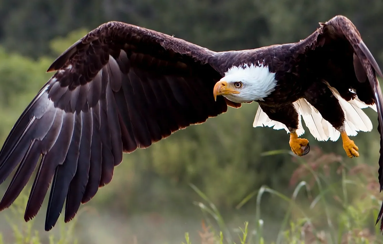 Фото обои птица, крылья, хищник, полёт, ястреб, Белоголовый орлан