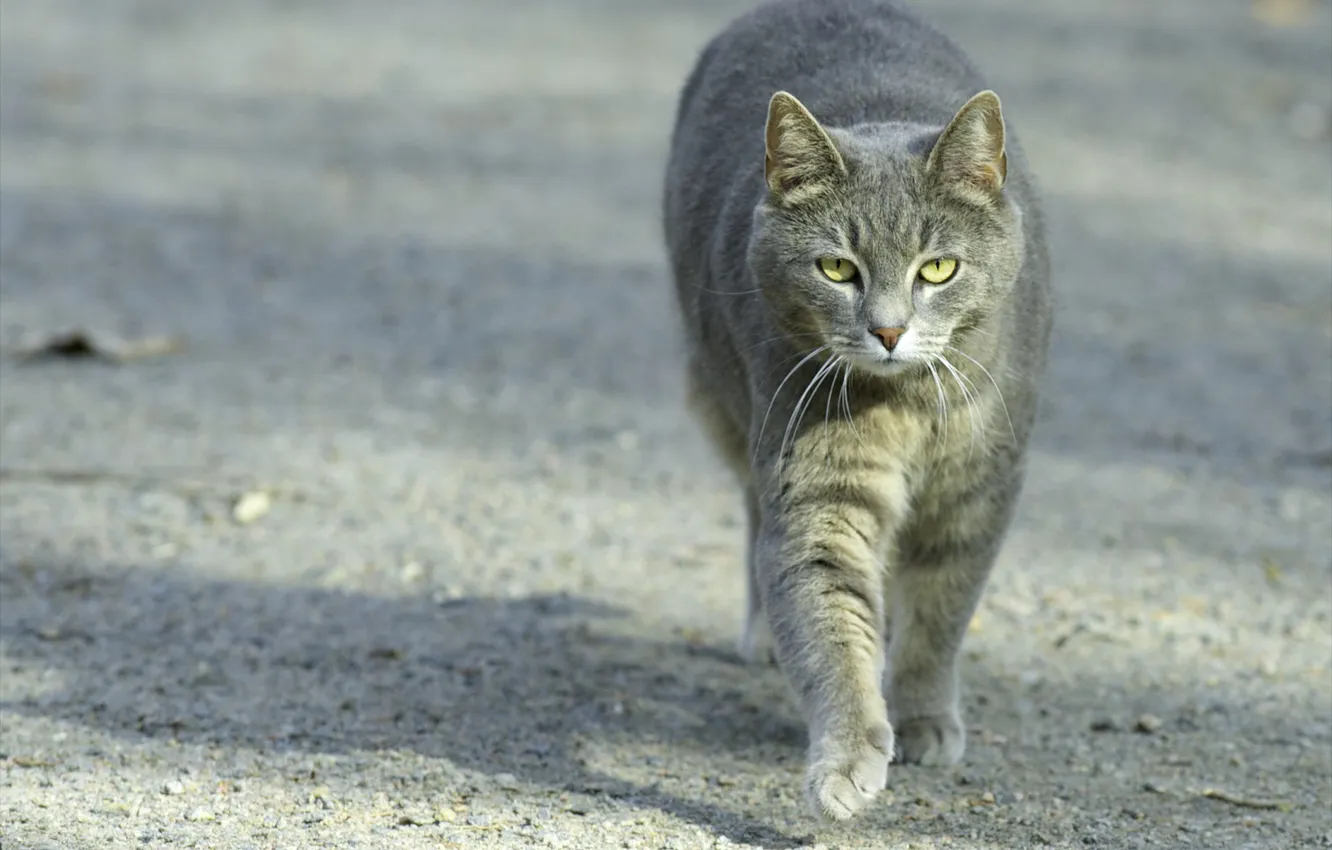 Фото обои кошка, кот, серый, улица, прогулка