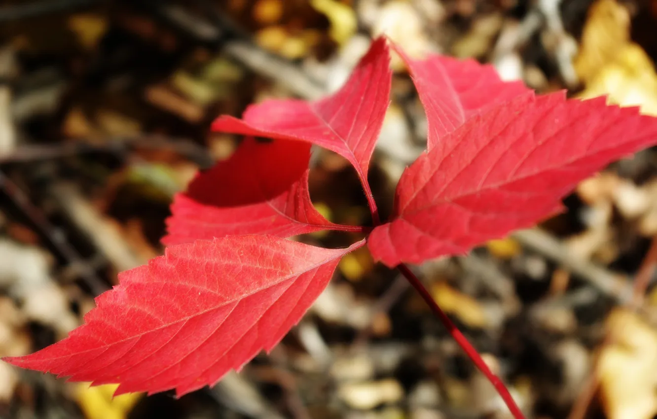Фото обои макро, красный, листок, Осень