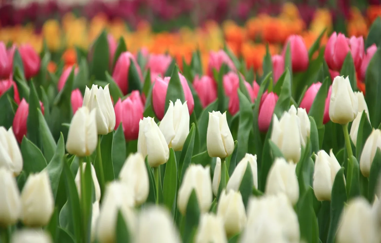 Фото обои белый, оранжевый, розовый, тюльпаны, бутоны