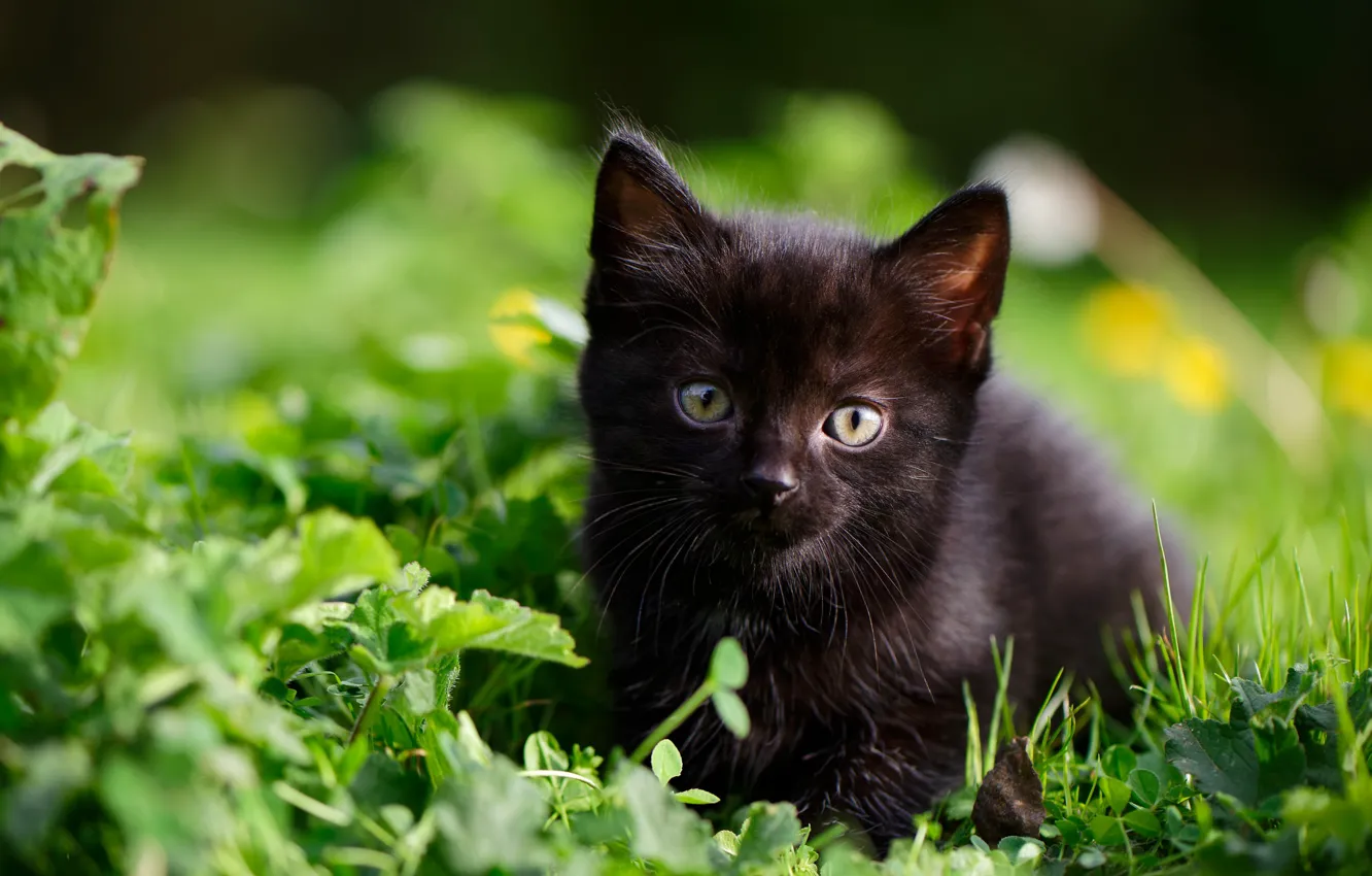 Фото обои трава, взгляд, малыш, котёнок, чёрный котёнок