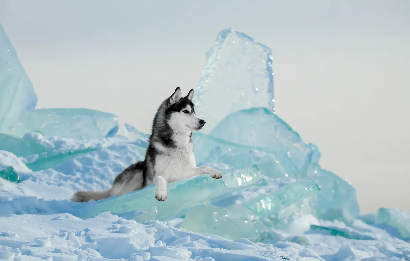Фото обои зима, лёд, собака, Хаски