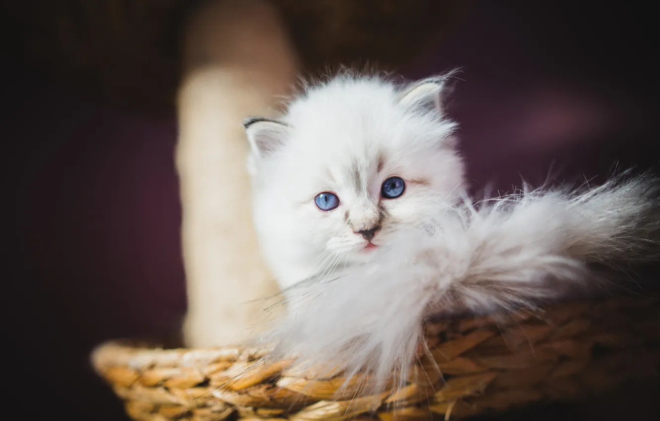Фото обои кошка, белый, взгляд, поза, котенок, хвост, голубые глаза, мордашка