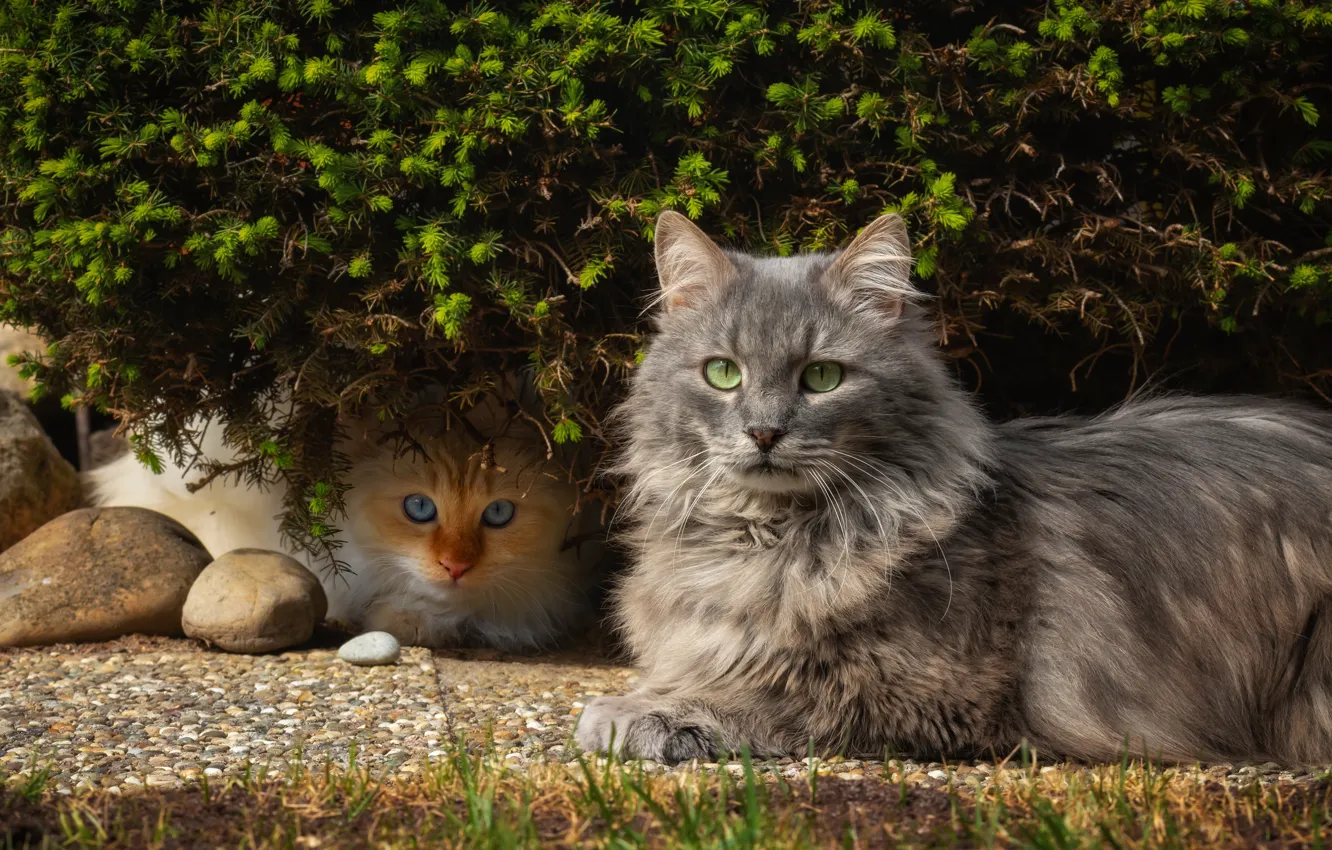 Фото обои кошка, кот, взгляд, листья, кошки, камни, котенок, серый