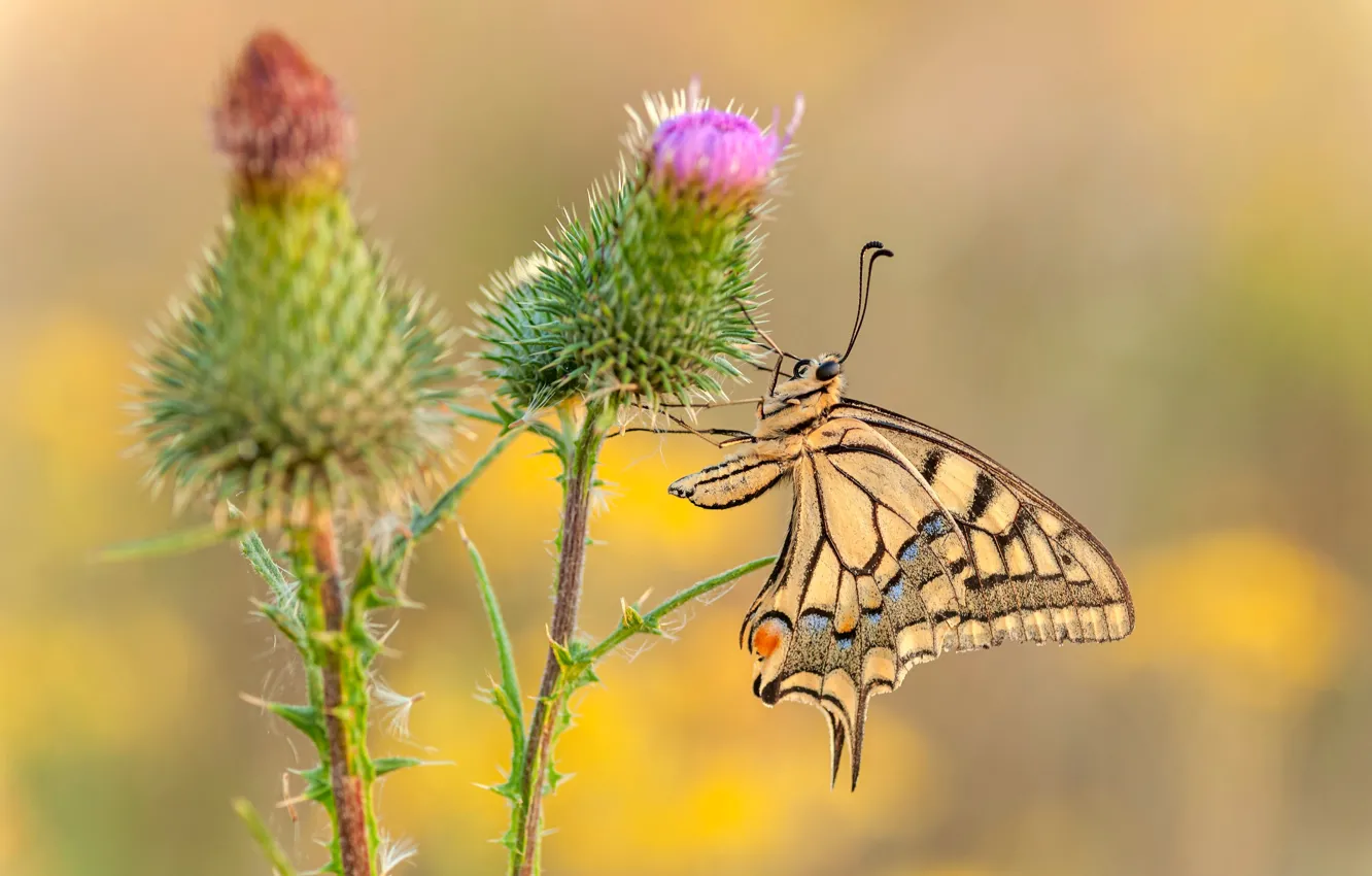 Фото обои макро, бабочка, насекомое, размытый фон, Махаон, семейство парусников, Дневная бабочка