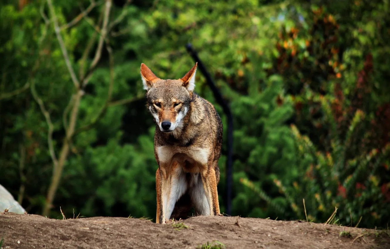 Фото обои fantasy, nature, art, snow, predator, face, animal, wolf
