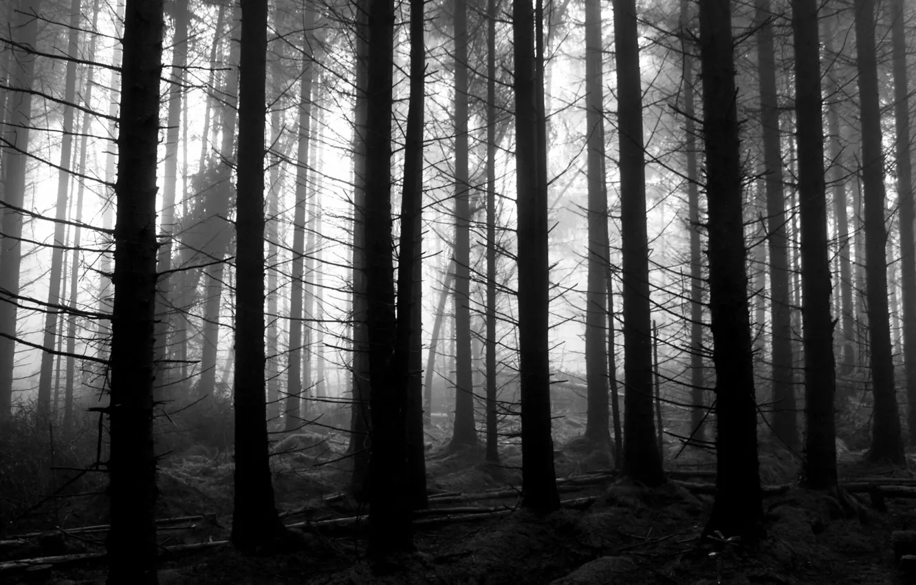 Фото обои лес, деревья, природа, Шотландия, черно-белое, монохром