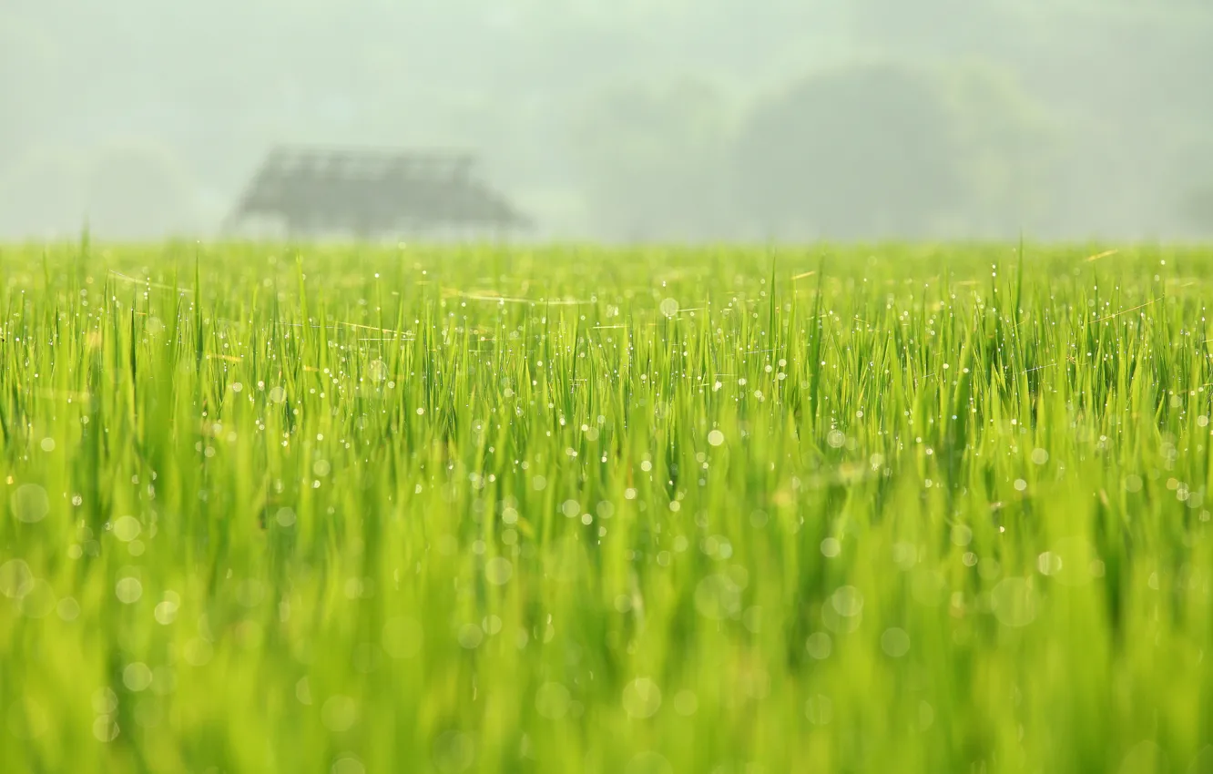 Фото обои зелень, поле, природа, роса, весна, май, August Huang Photography