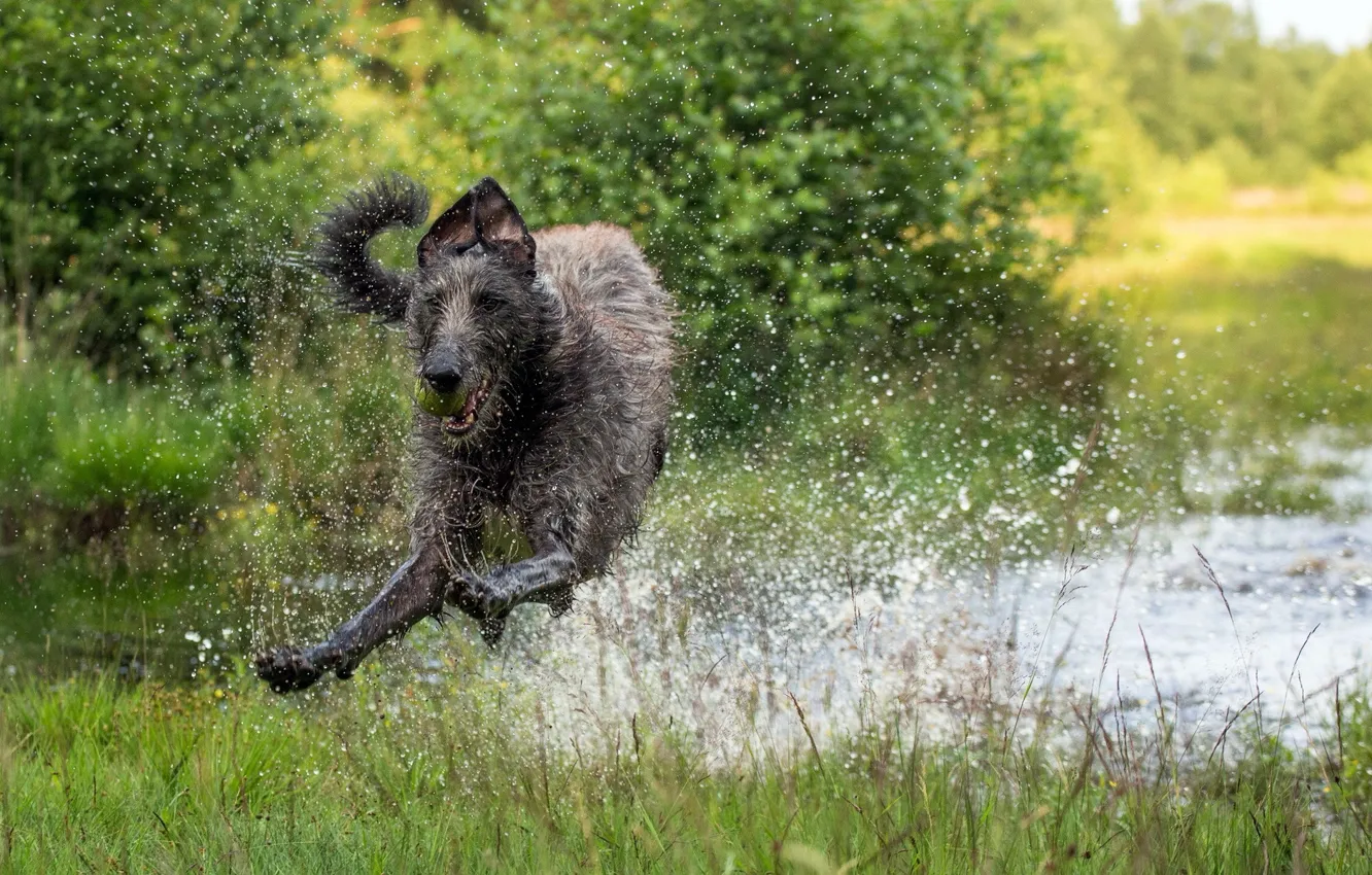 Фото обои вода, брызги, собака, бег