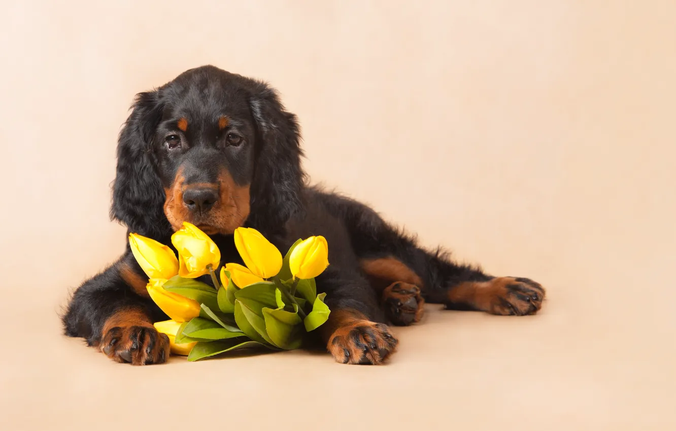Фото обои взгляд, собака, букет, тюльпаны, лежит