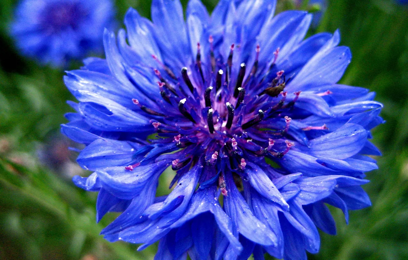 Фото обои цветок, синий, голубой, василек, васильки, bluet, cornflower, centaurea