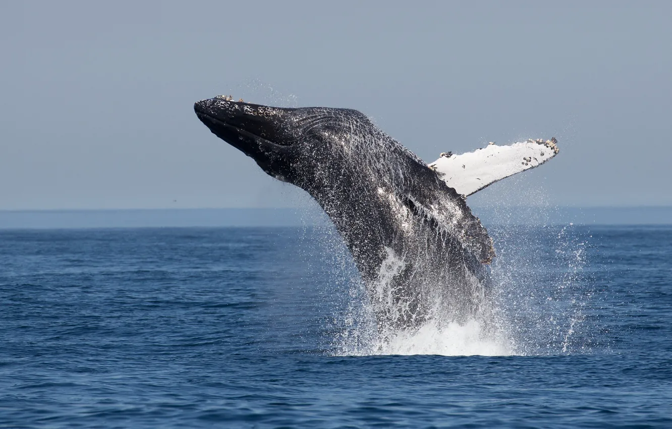 Фото обои ocean, jumping, whale, Humpback
