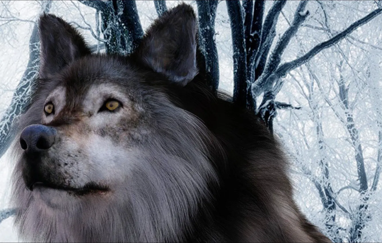 Фото обои взгляд, волк, Серый, ART, winter, Wolf, look, Gray