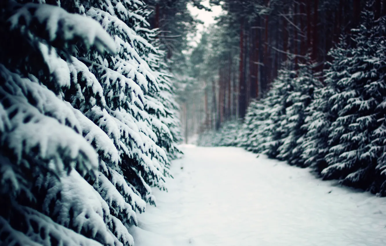 Фото обои зима, лес, природа, тропа, ели, дорожка, сосны, ёлки