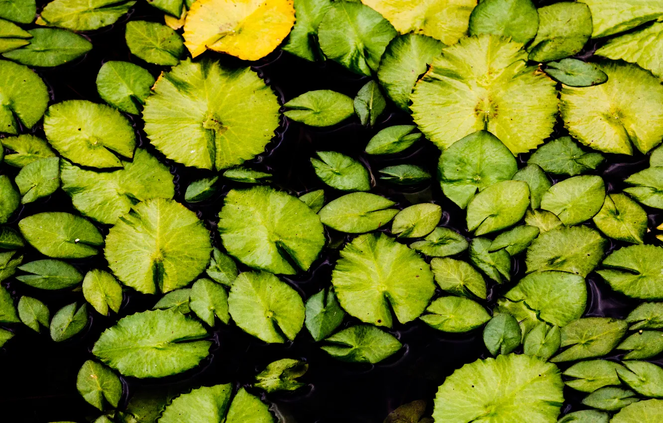 Фото обои зелень, листья, озеро, лилия