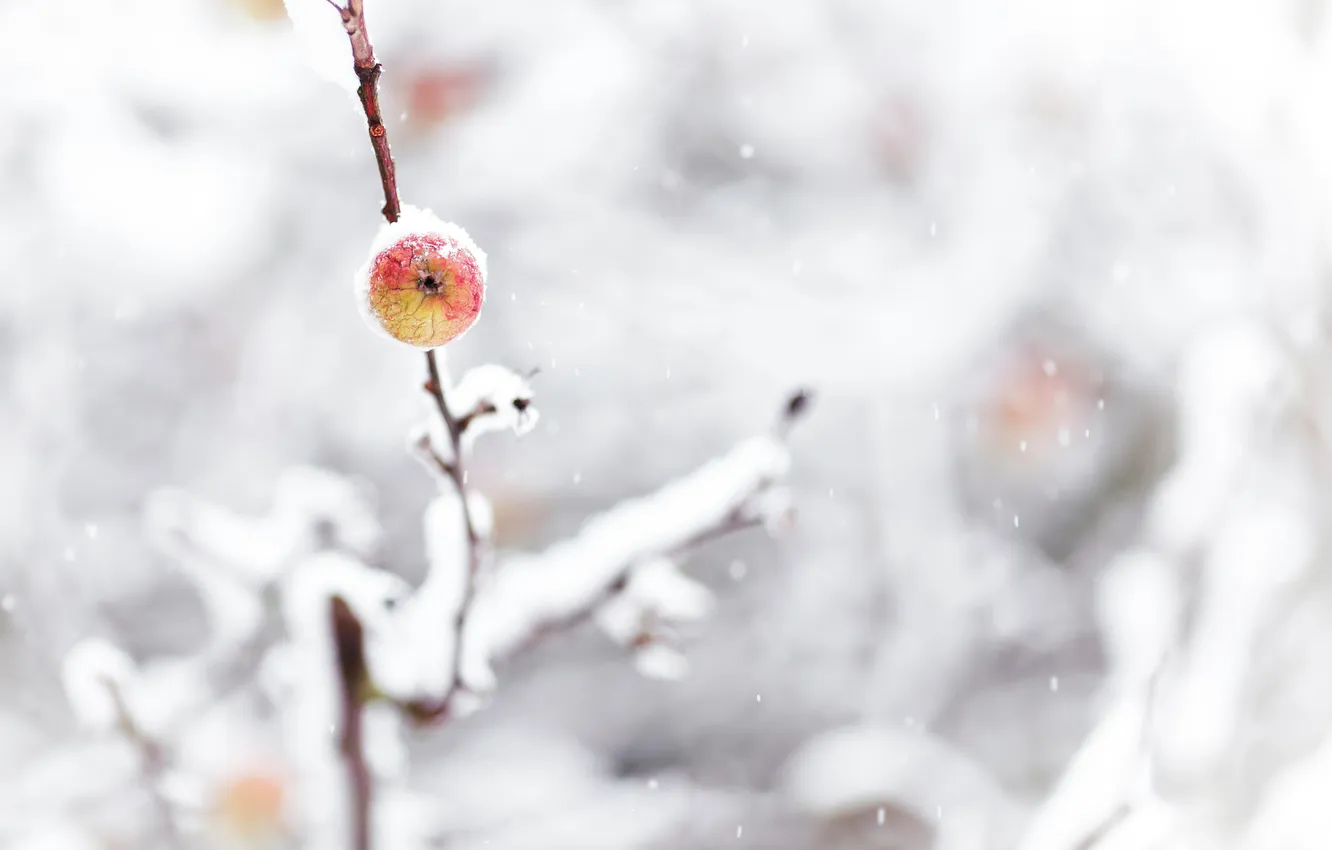 Фото обои зима, снег, природа, яблоко, ветка
