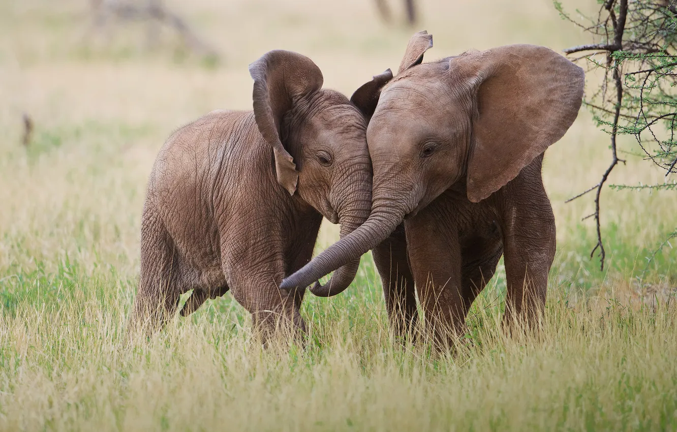 Фото обои пара, африка, слоны