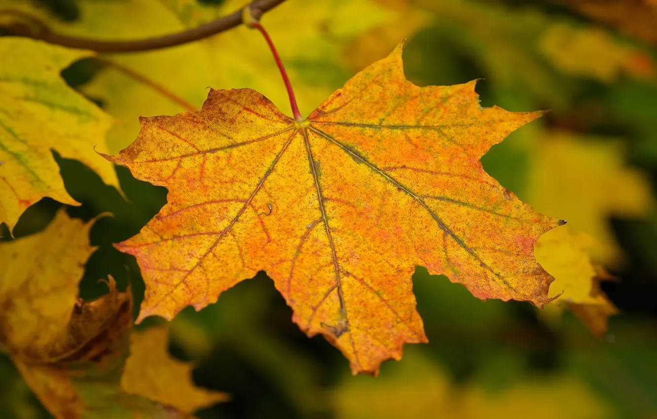 Фото обои осень, макро, лист, ветка
