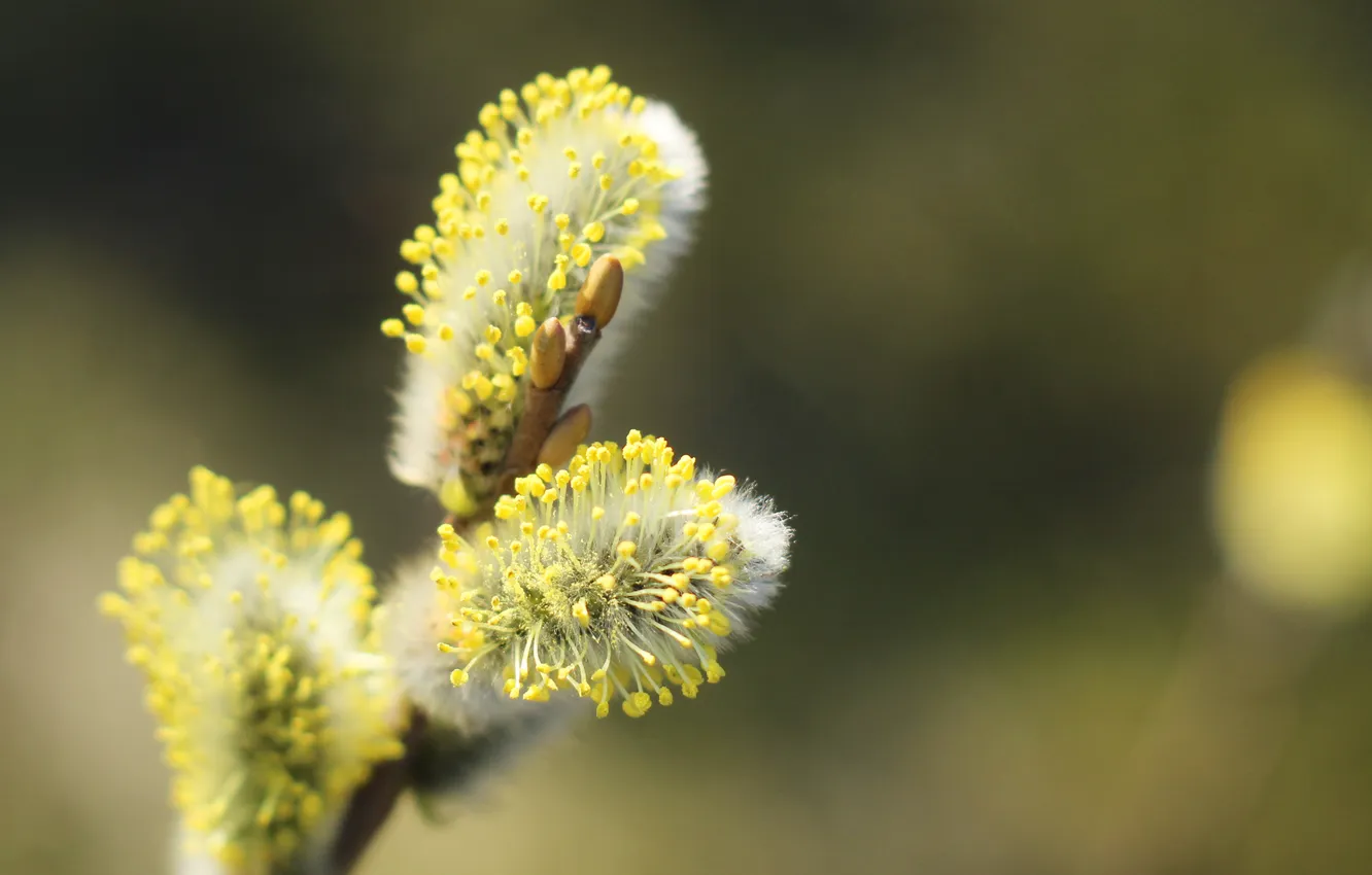 Фото обои spring, twig, base kitten