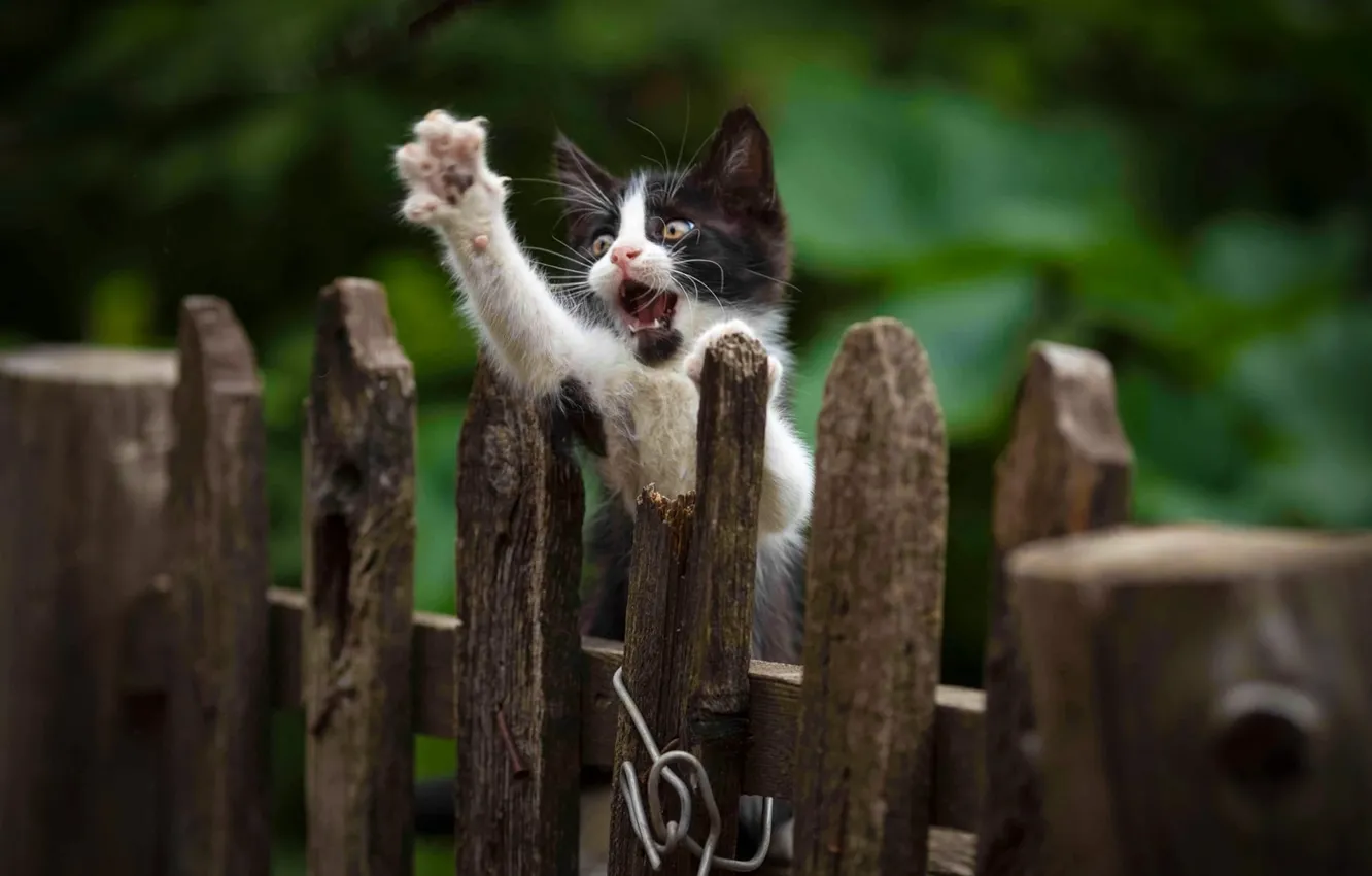Фото обои забор, котёнок, лапка, Юрий Коротун