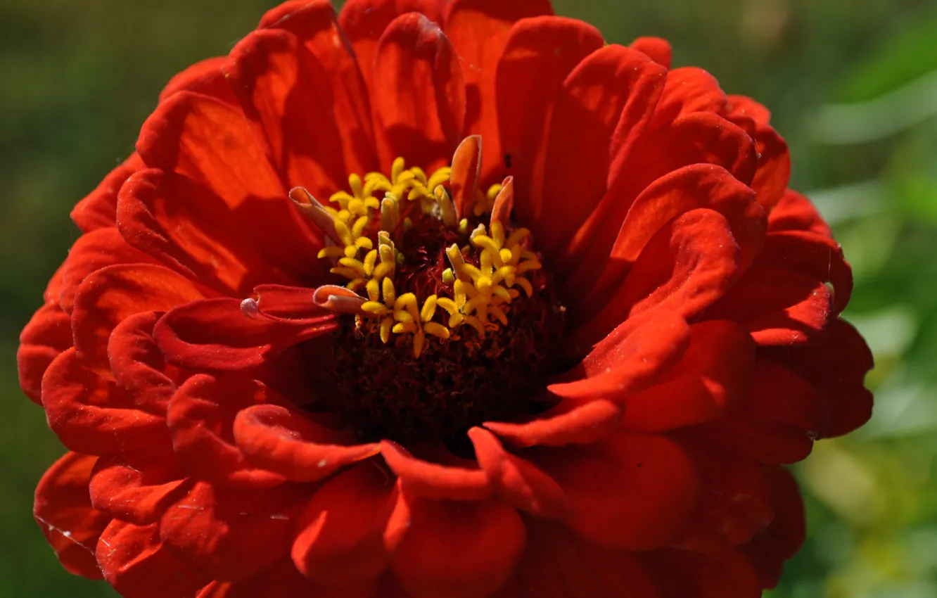 Фото обои Макро, Macro, Красный цветок, Red flower