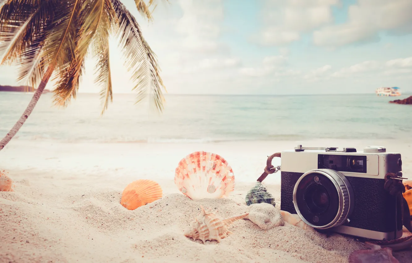 Фото обои Песок, Море, Пляж, Пальма, Фотоаппарат, Ракушки
