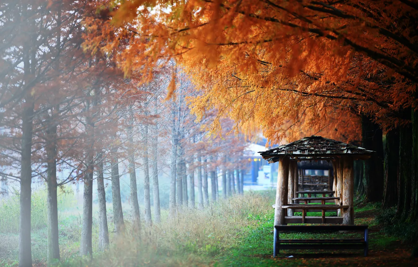 Фото обои осень, трава, деревья, ветки, туман, парк, листва, Азия