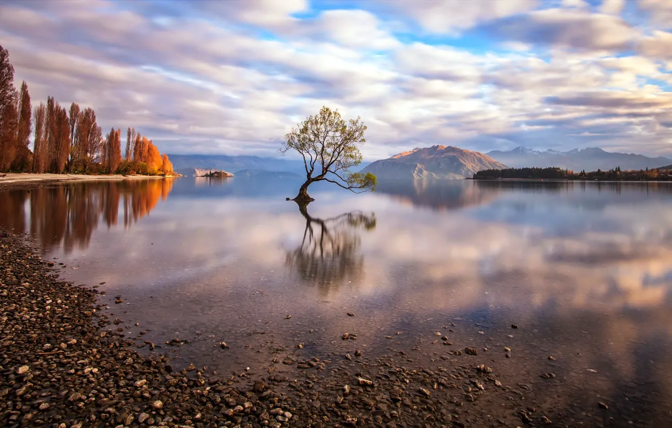 Фото обои природа, озеро, дерево