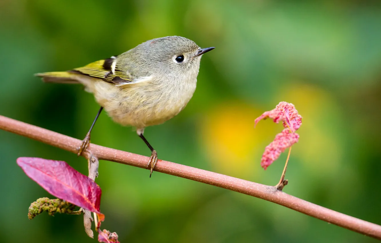 Королек 32. Королек 32. Серебряный королек. Птица на ветке. Синица лазоревка королёк.