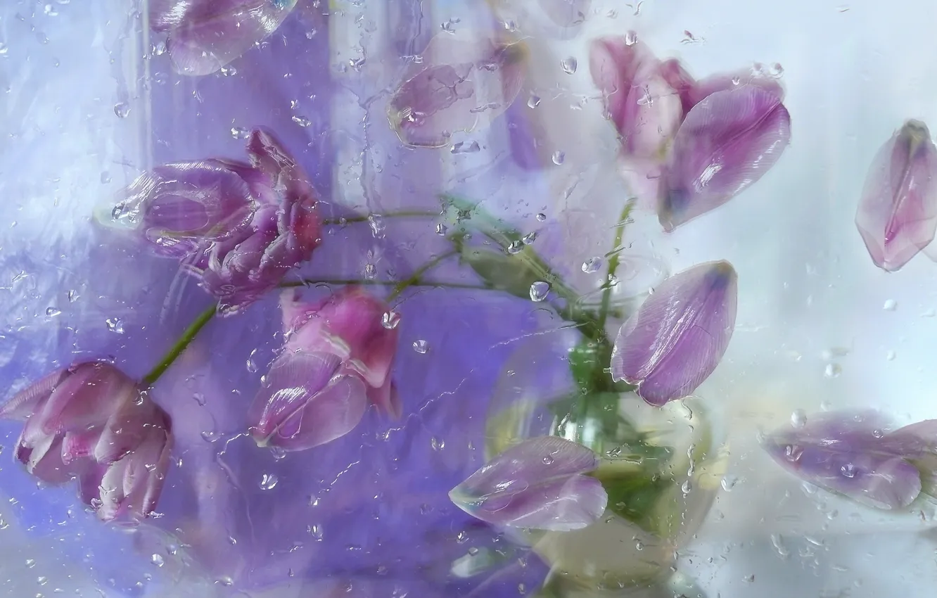 Фото обои стекло, капли, цветы, лепестки, тюльпаны, композиция, Still life