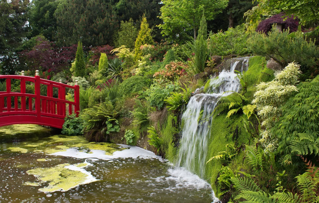 Фото обои зелень, мост, пруд, парк, водопад, Великобритания, кусты, Mount Pleasant gardens