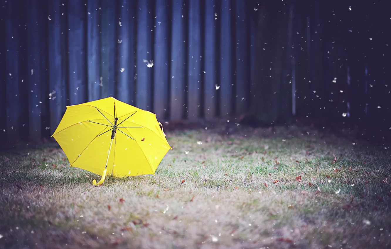 Фото обои трава, желтый, зонт, двор
