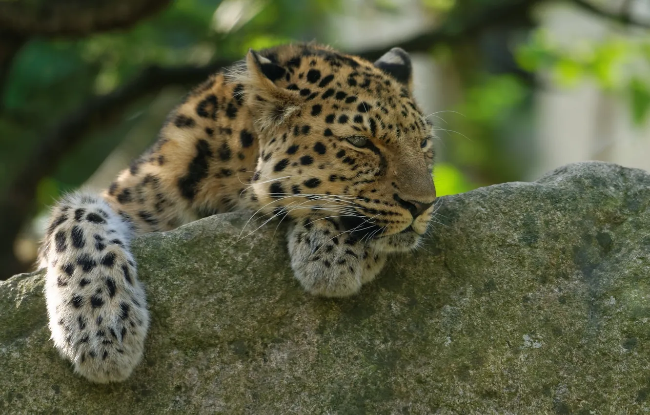 Фото обои морда, отдых, сон, хищник, лапы, дикая кошка, амурский леопард