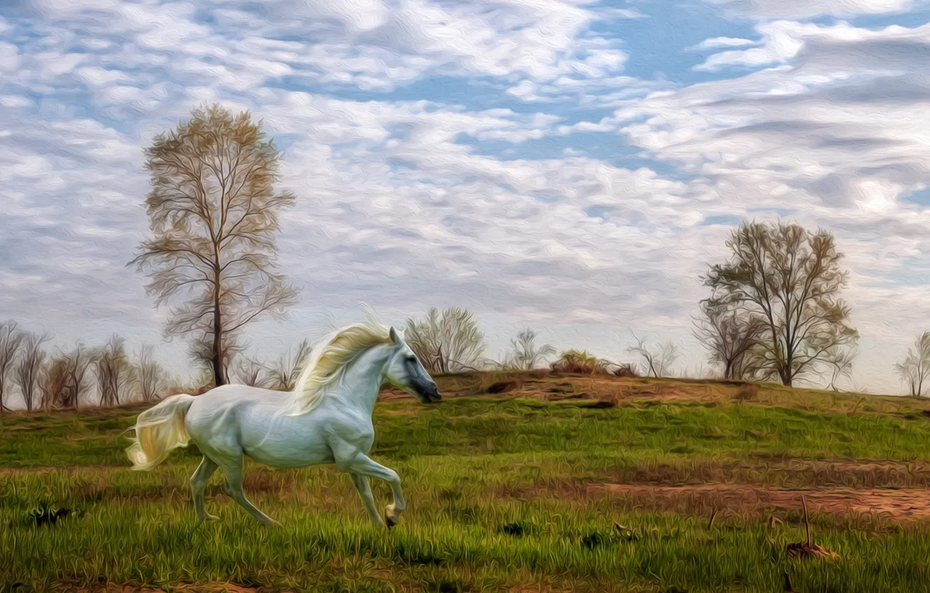 Фото обои пейзаж, природа, конь