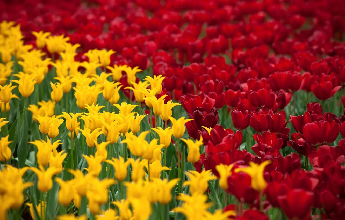 Фото обои поле, тюльпаны, красные, жёлтые