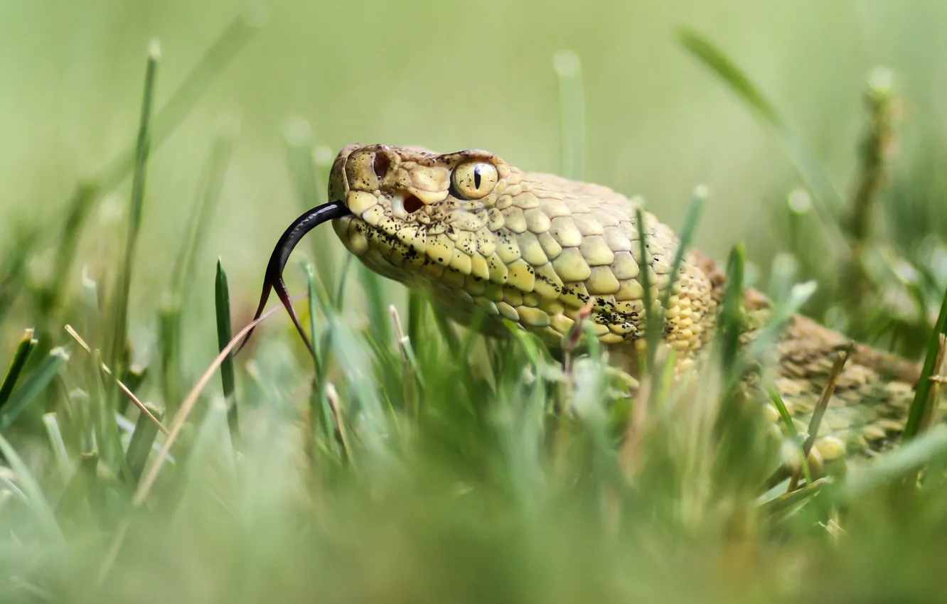 Фото обои язык, трава, природа, змея, голова
