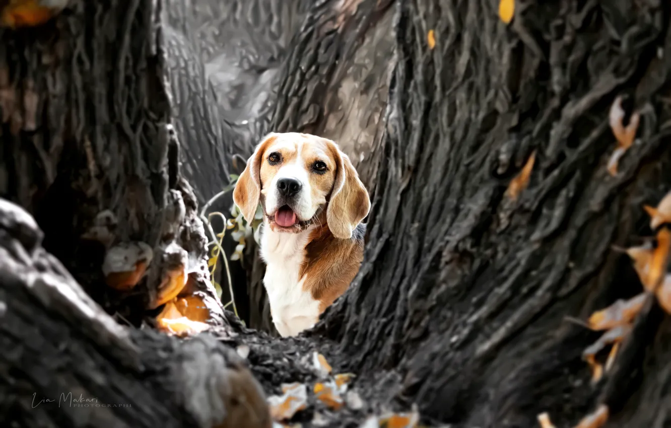 Фото обои осень, взгляд, морда, деревья, собака, Бигль