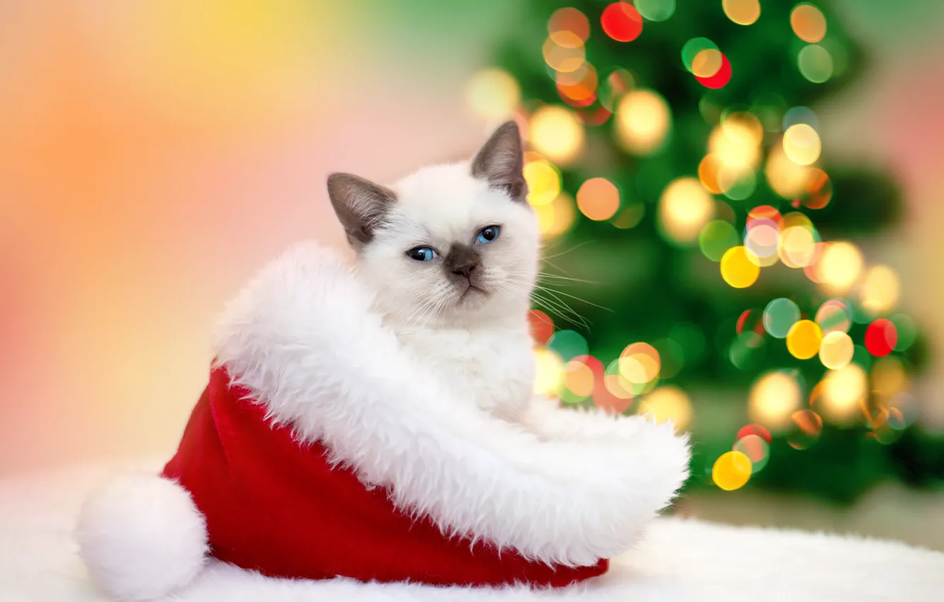 Фото обои кошка, кот, шапка, Новый год, мех, котёнок, гирлянда, Christmas