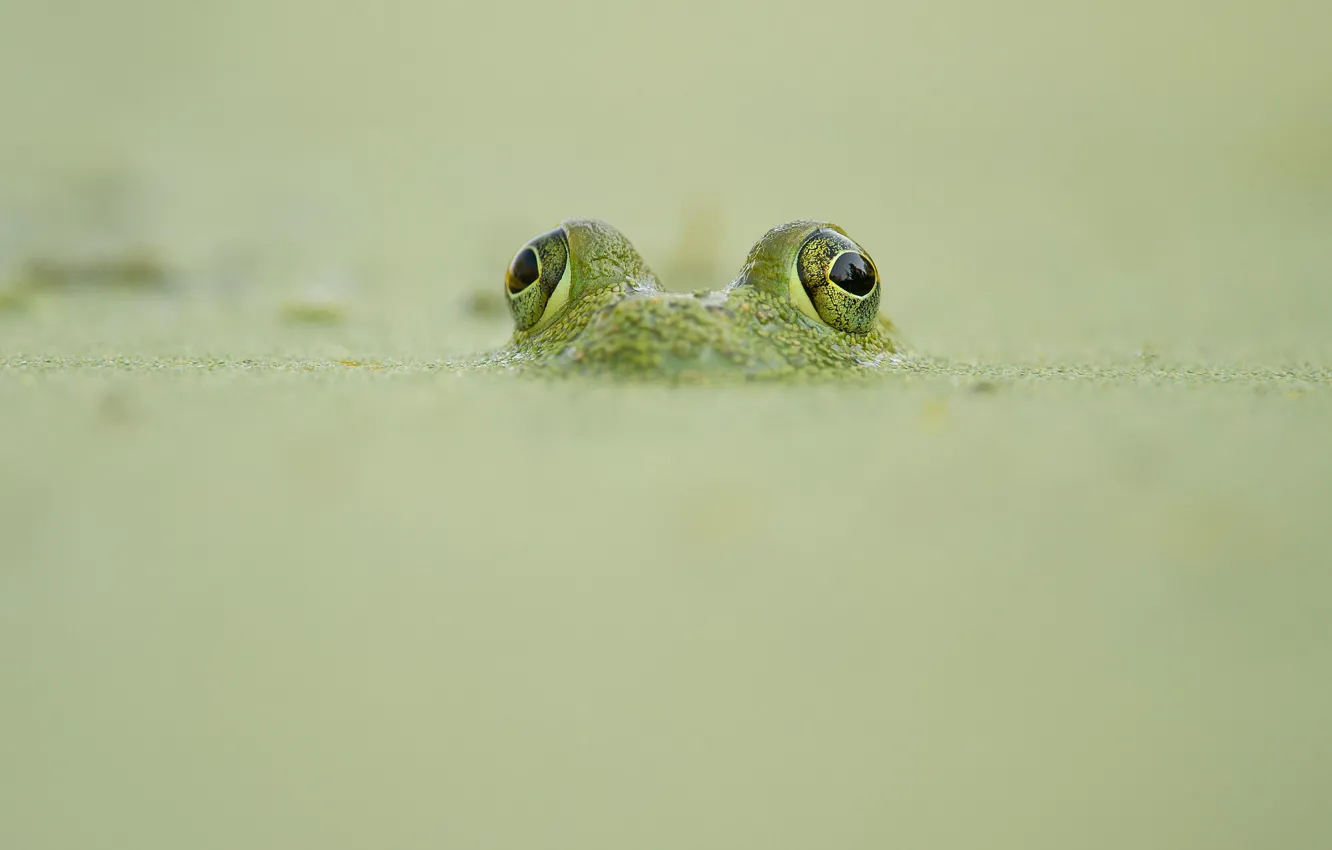 Фото обои frog, wildlife, camouflage, looking out