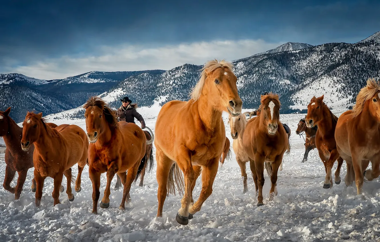 Фото обои зима, горы, кони, лошади, Колорадо, табун