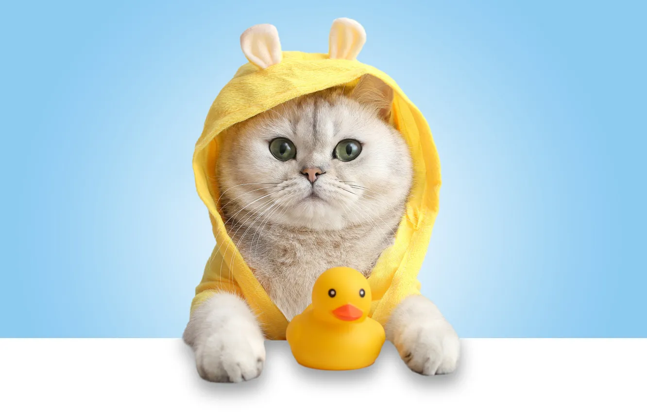 Фото обои кошка, белый, кот, взгляд, поза, игрушка, портрет, лапки