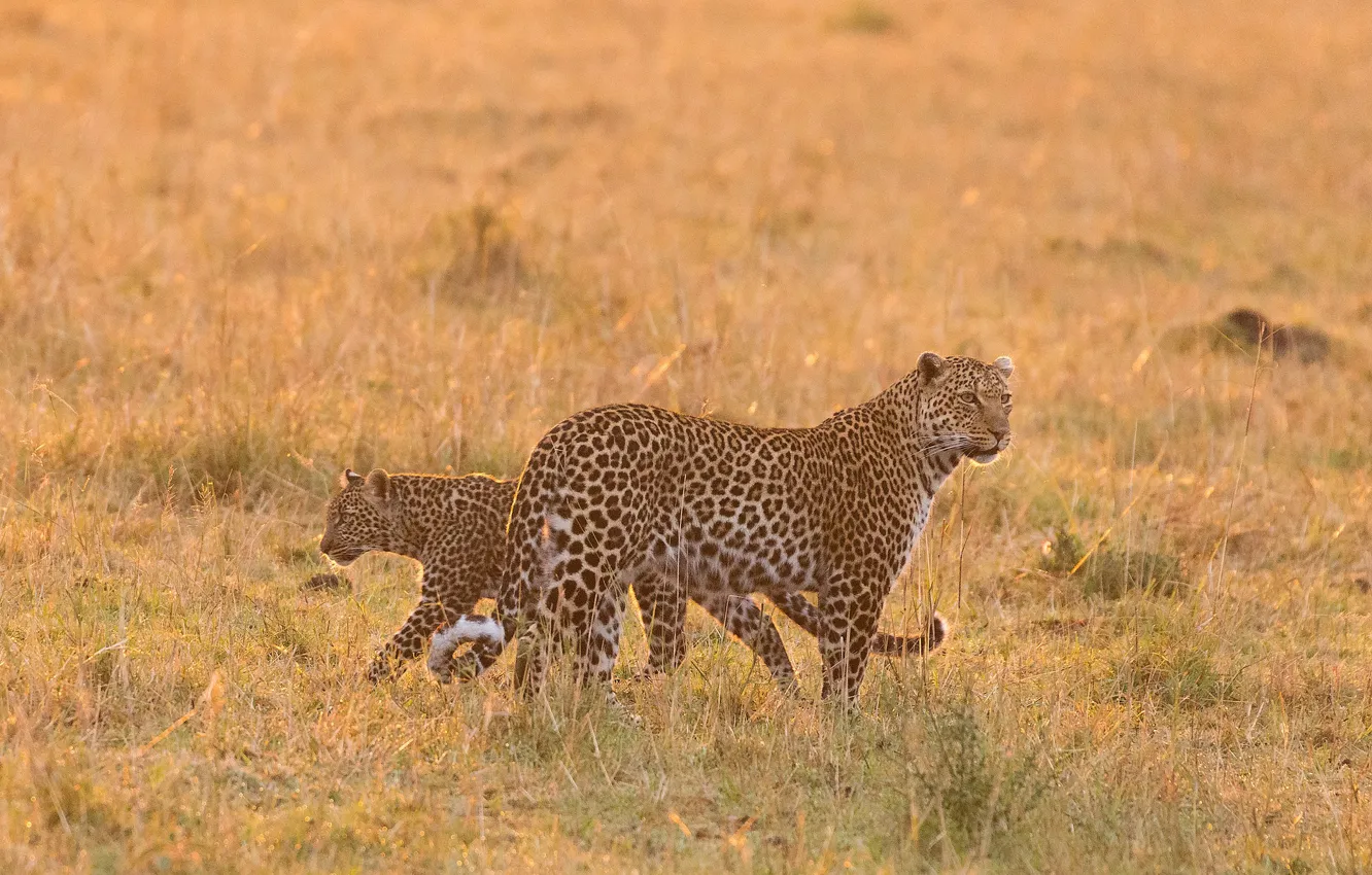 Фото обои саванна, Африка, дикие кошки, леопарды