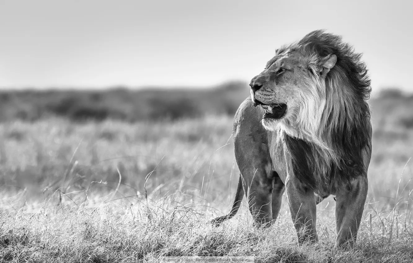 Фото обои природа, Лев, черно-белое