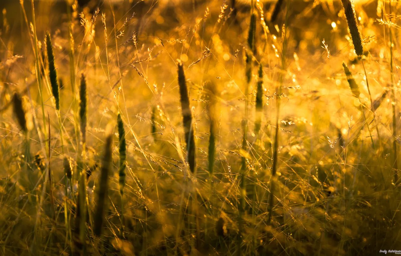 Фото обои трава, солнце, макро, свет, природа, grass, nature, macro