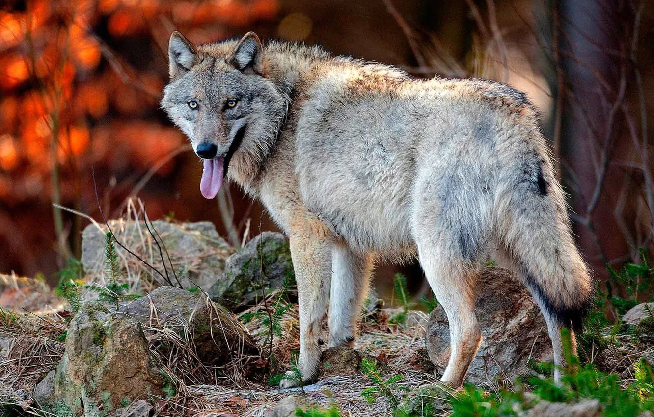 Фото обои nature, predator, animal, wolf, wildlife, portrait, portrait., Canis lupus. face